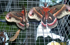 First cecropia 2009